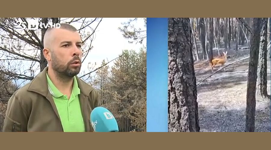 Над 45 000 декара от Пирин са изпепелени досега, все още има локални огнища